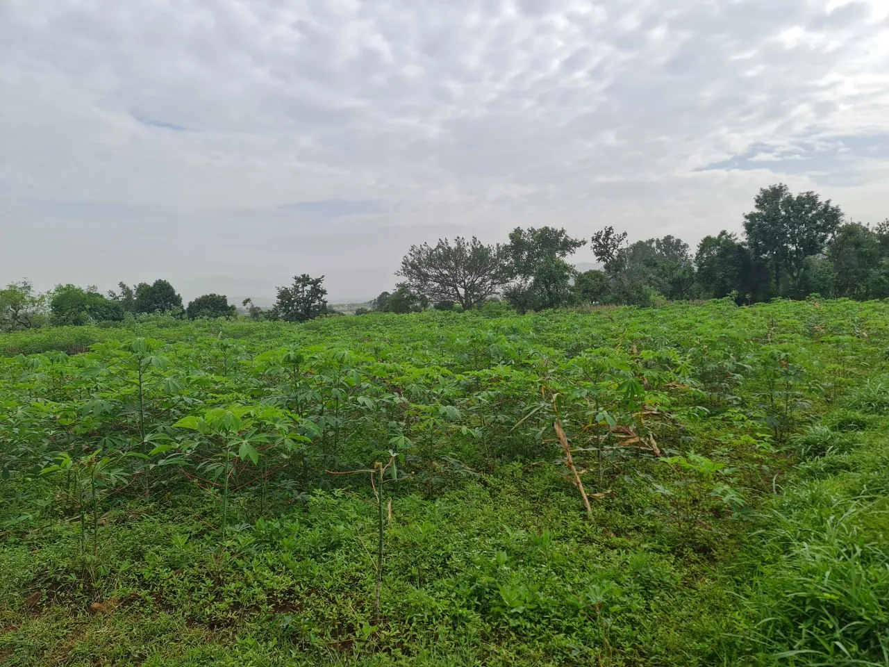 Field research landscape and community context