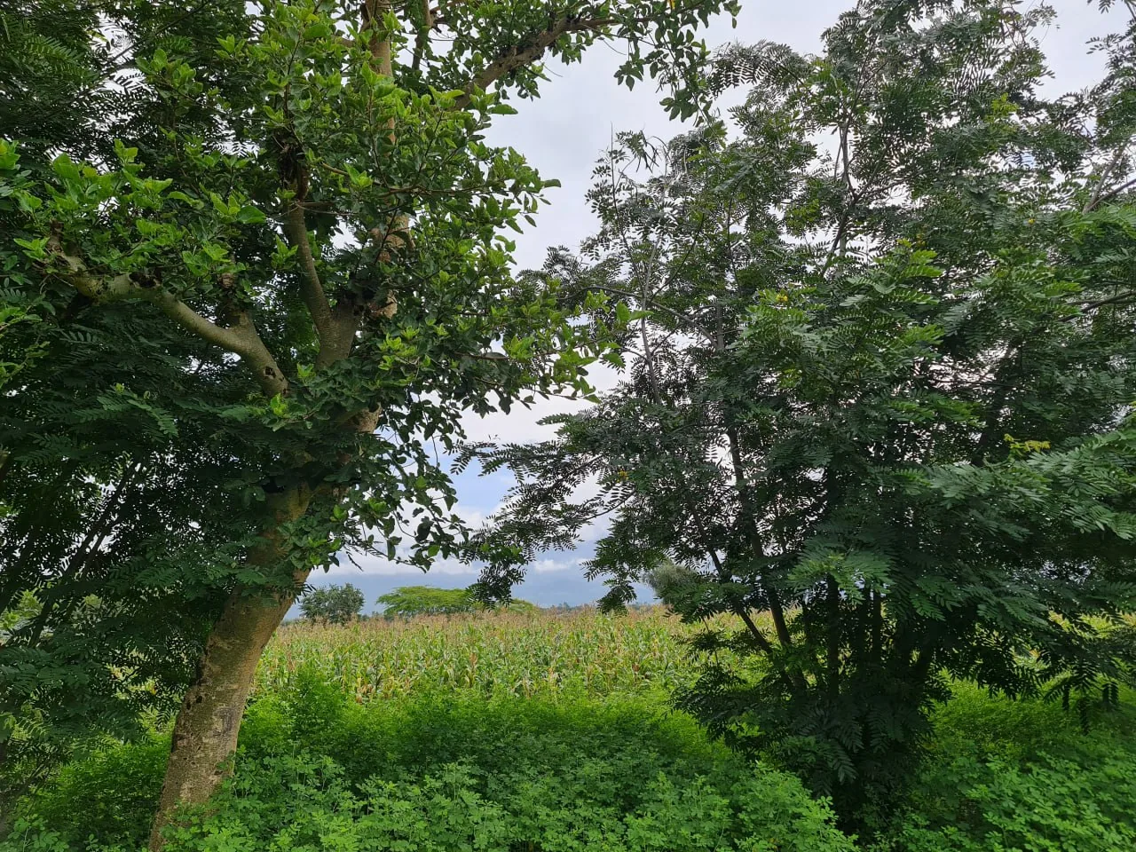 Rural landscape and agricultural development context