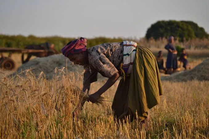 Woman farmer working in an agricultural field