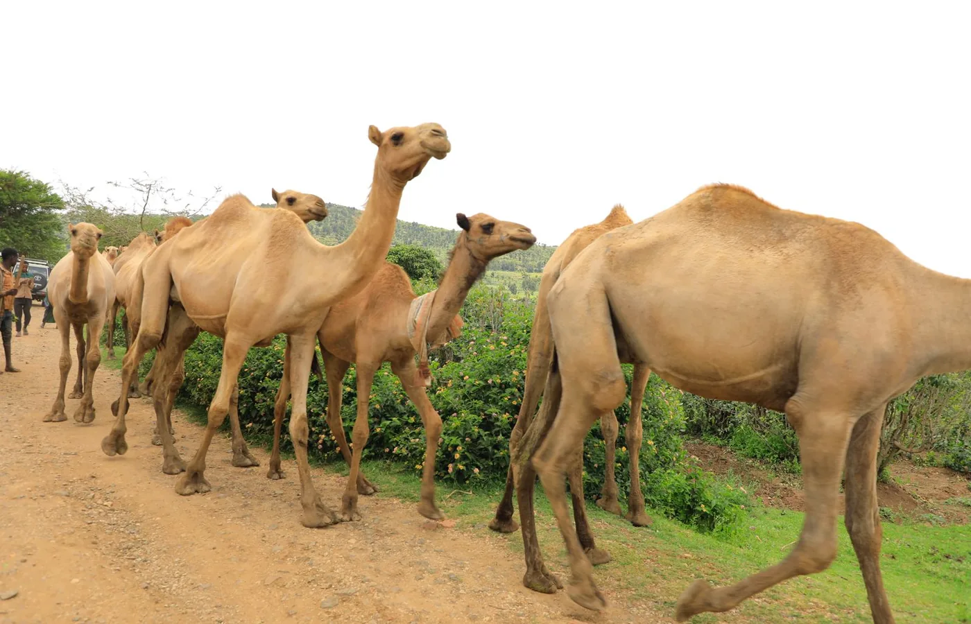 Dryland livelihoods and pastoral context