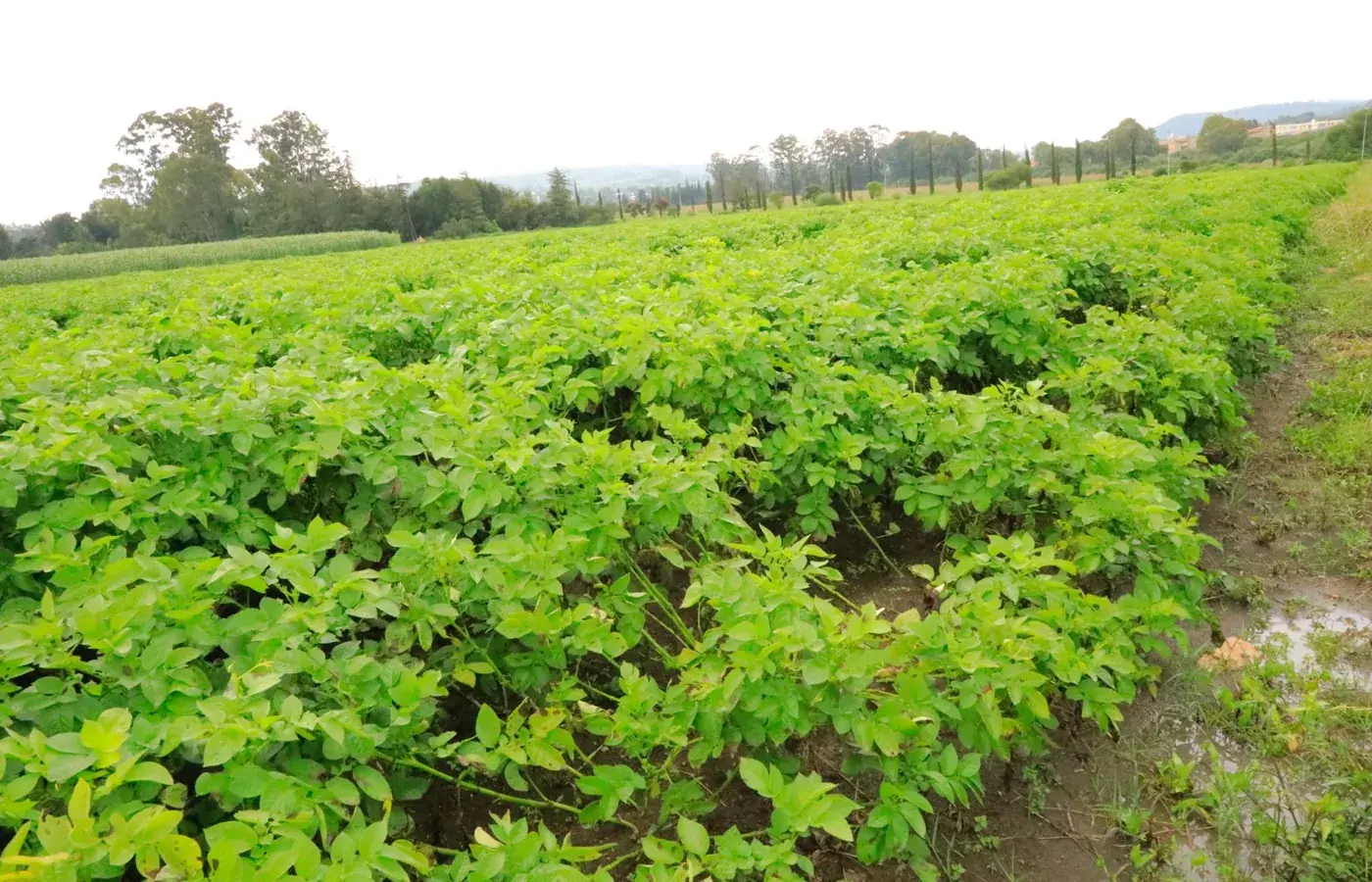 Potato field and seed system resilience