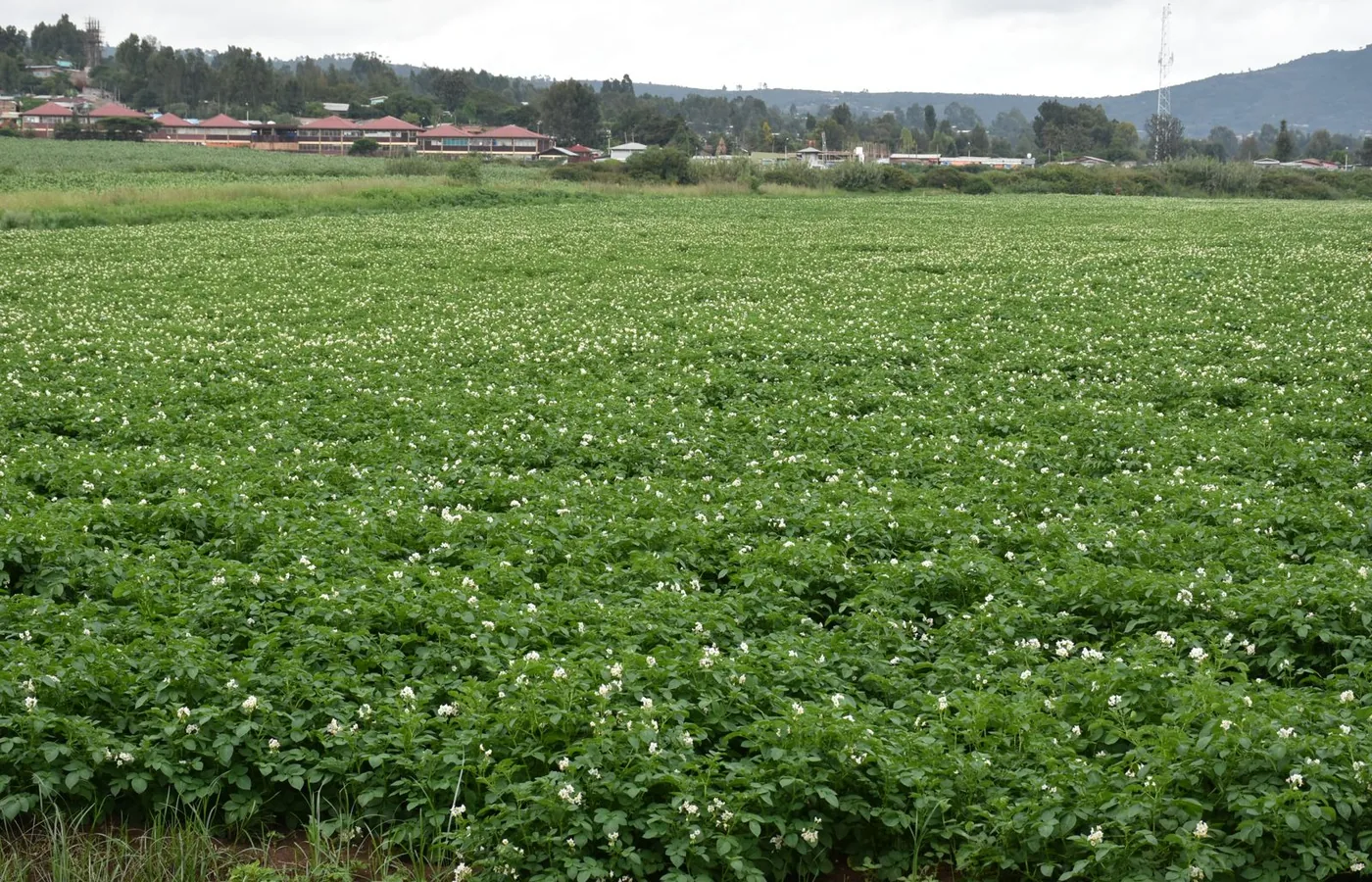 Green agricultural field